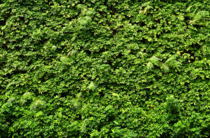 Dense green living wall covered with lush plants and foliage.
